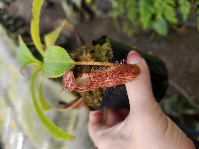 J628 1-4 N. spectabilis giant x edwardsiana konan - Y's Exotics