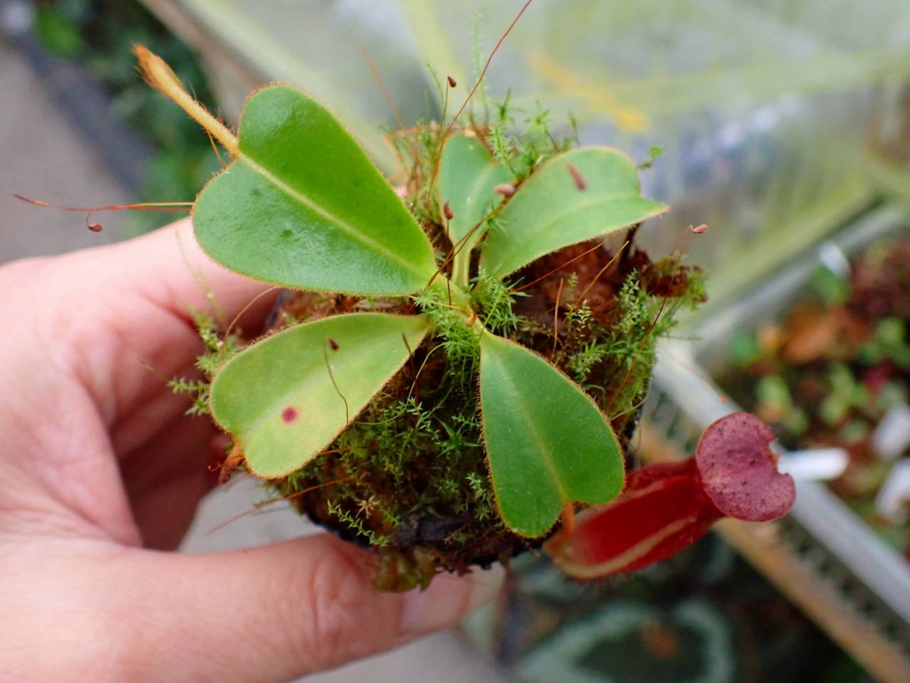 G891 1-4 N. (truncata x peltata) x lowii #NNN - Y's Exotics （山田