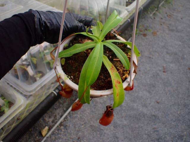 G822 5-1 N. ventricosa-red seedling | Y's Exotics （山田食虫植物農園）