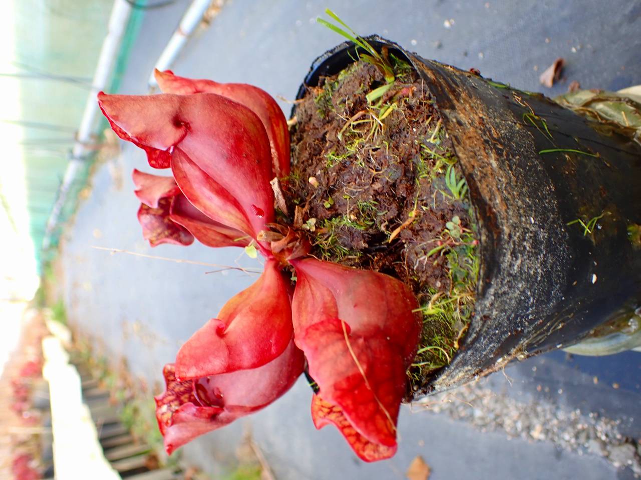 Y252 S. purpurea ssp. venosa (伊勢花菖蒲園選別丸形株 No.80) MS