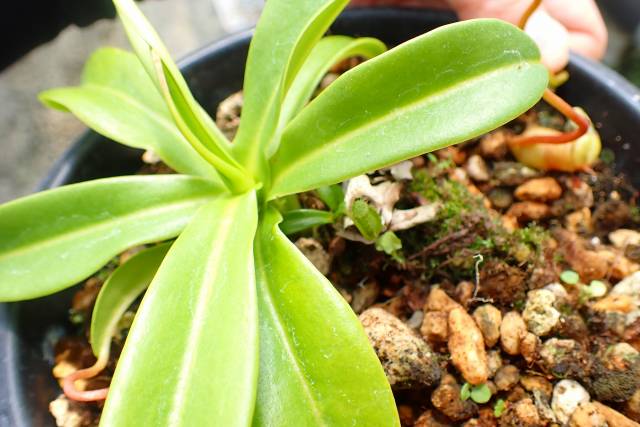 Y756 4-2 N. (ventricosa x sibuyanensis squat) x (ventricosa