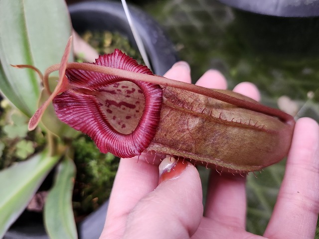 食虫植物N. xtrusmadensis AW clone:3 食虫植物N. xtrusmadensis AW clone:3