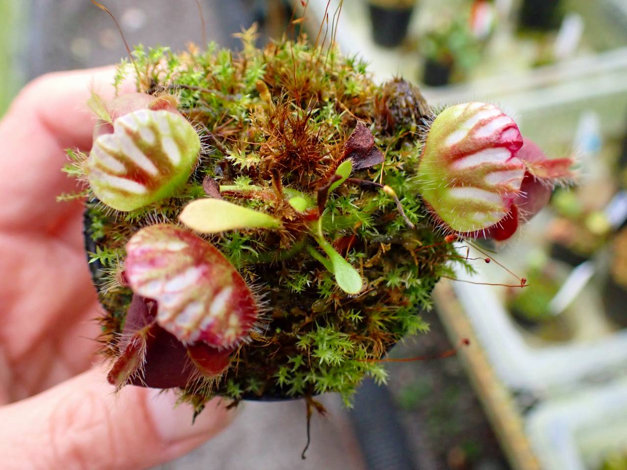 Y970 1-1 Cephalotus follicularis seedling of Hummer's Giant [BCP