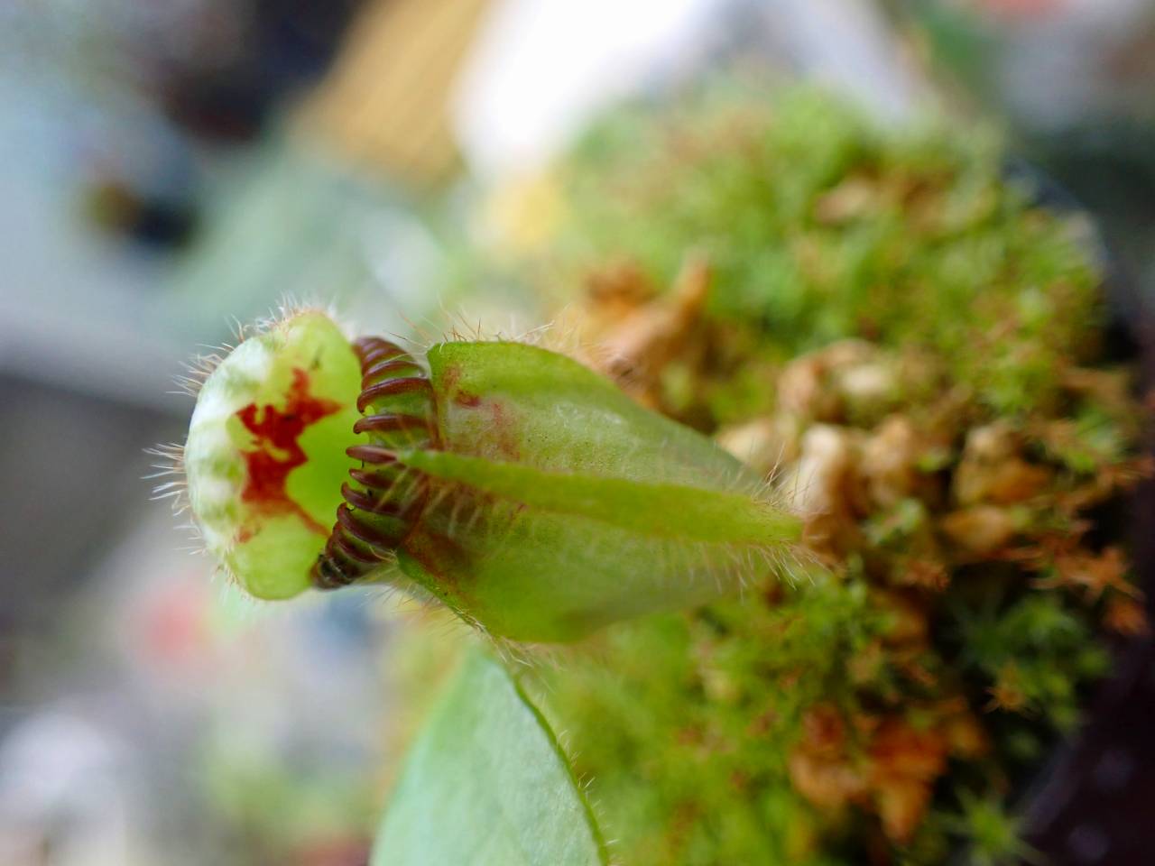 ジ*ョ様 Cephalotus follicularis German Gian Cephalotus