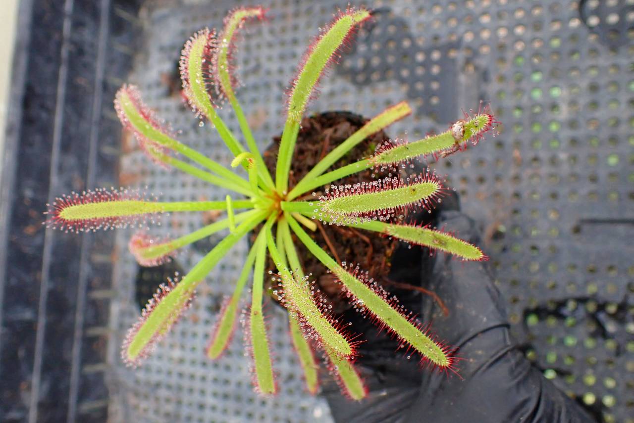 G137 4-1 D. capensis | Y's Exotics （山田食虫植物農園）