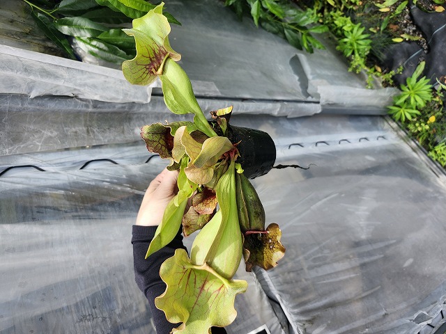 G832 4H S. purpurea venosa var. burkii CK - Y's Exotics （山田食虫