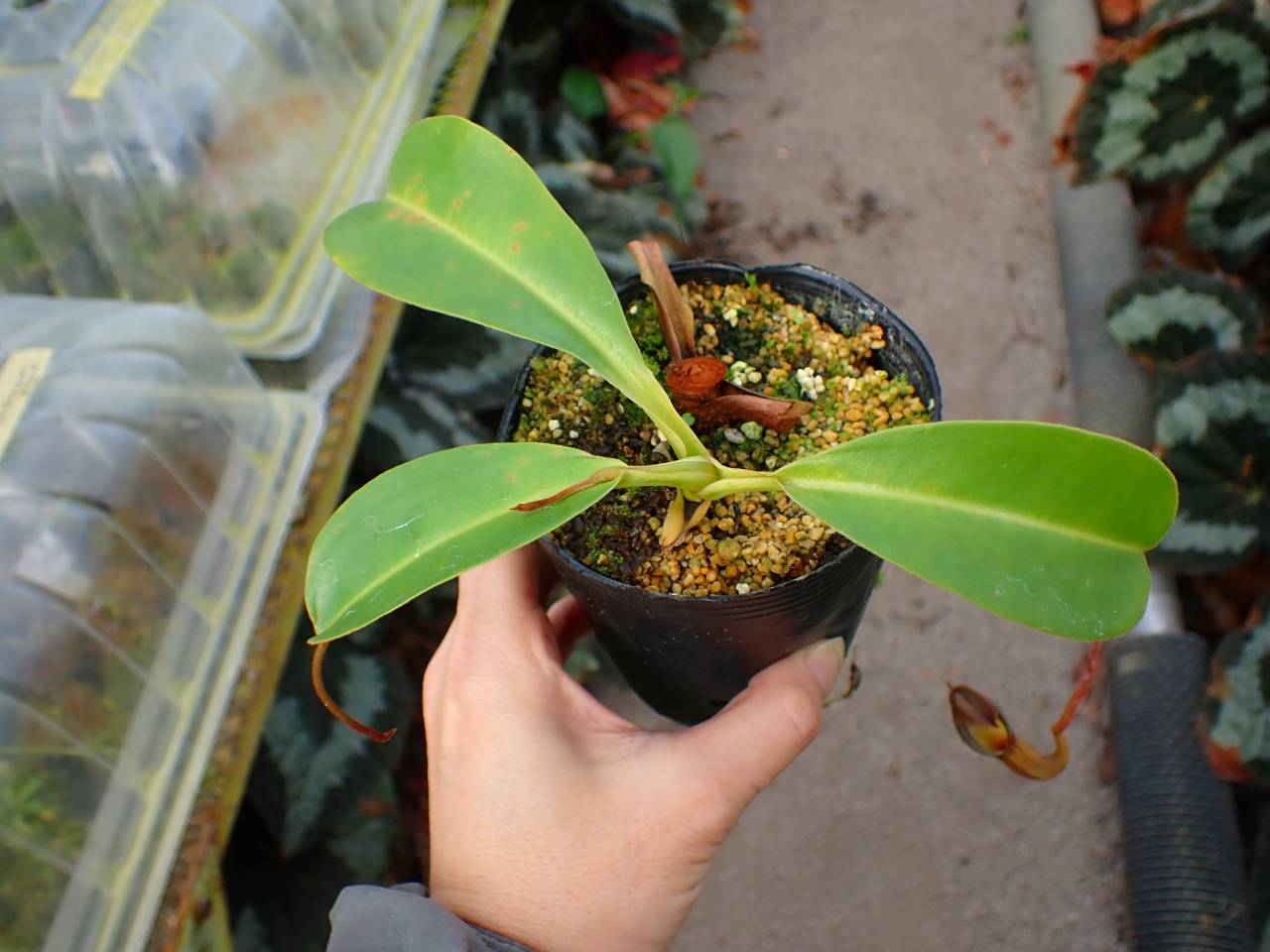 葉子 Y777 1-4 N. (lowii x veitchii) x (boschiana x campanulata) No.84