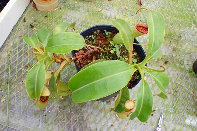 O159 4-2 N. ventricosa (b) squat x truncata Y's | Y's