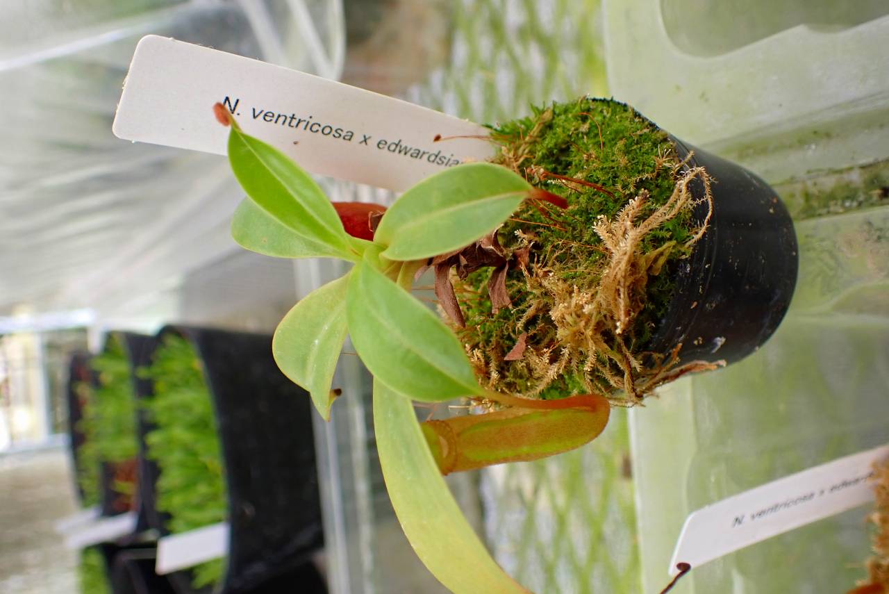 Microcyphus rousseaui　ウニ　殻　大 Microcyphus Rousseaui ウニ 殻 標本 Microcyphus Rousseaui