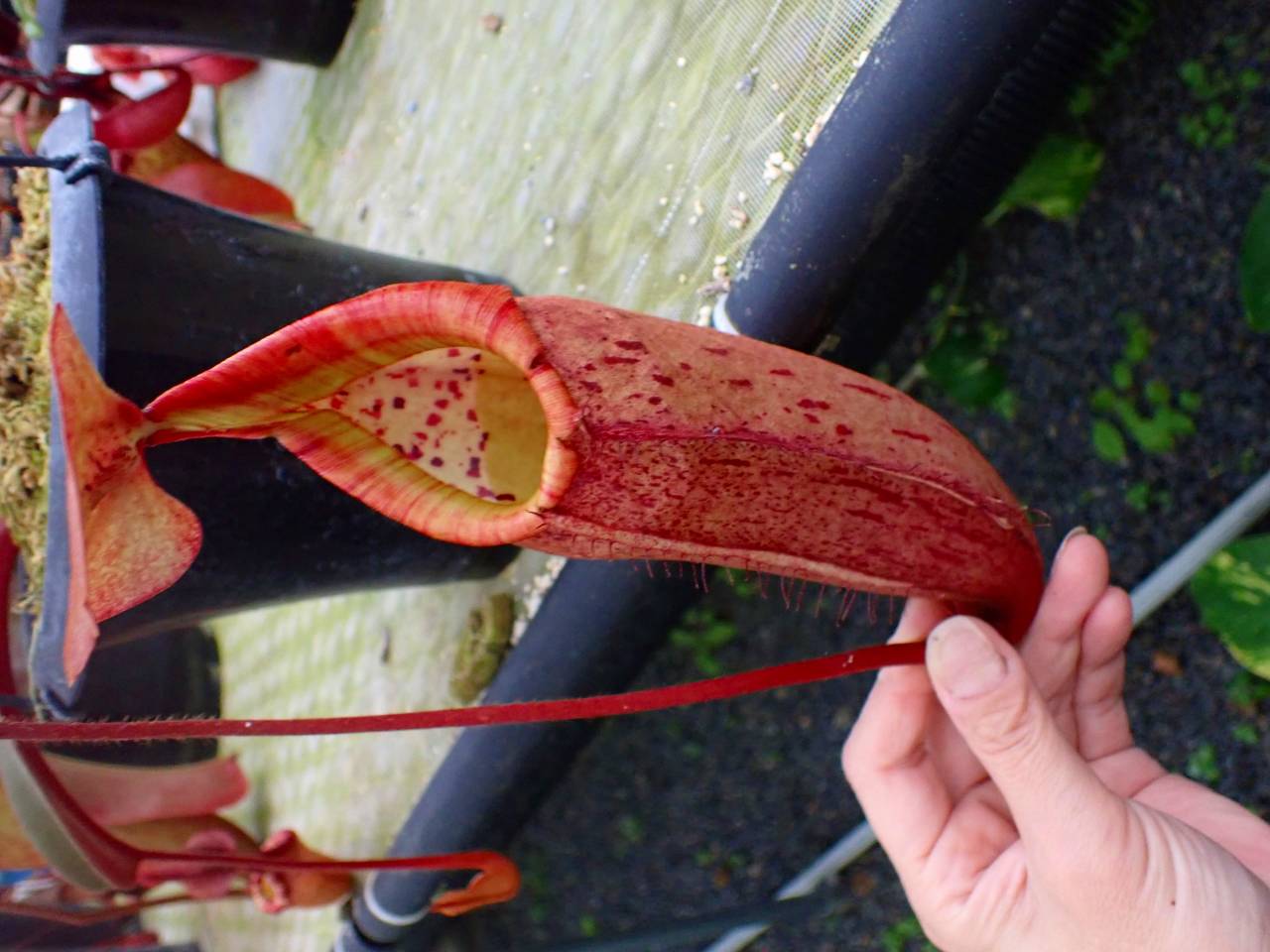 R598 5-3 N. truncata x peltata `Red Phantom' Y's - Y's Exotics