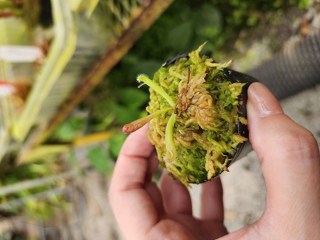 Y979 1-1 H. tatei (Cerro Marahuaka) AW | Y's Exotics （山田