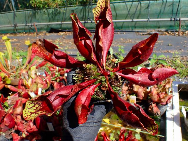 G647 S. purpurea ssp. venosa (seedling) | Y's Exotics （山田食虫
