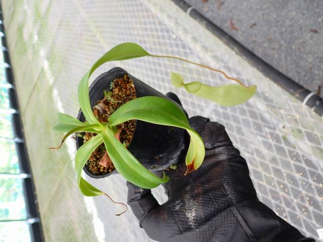 Y403 5-3 N. xmerrilliata (giant) wild TH | Y's Exotics （山田食虫