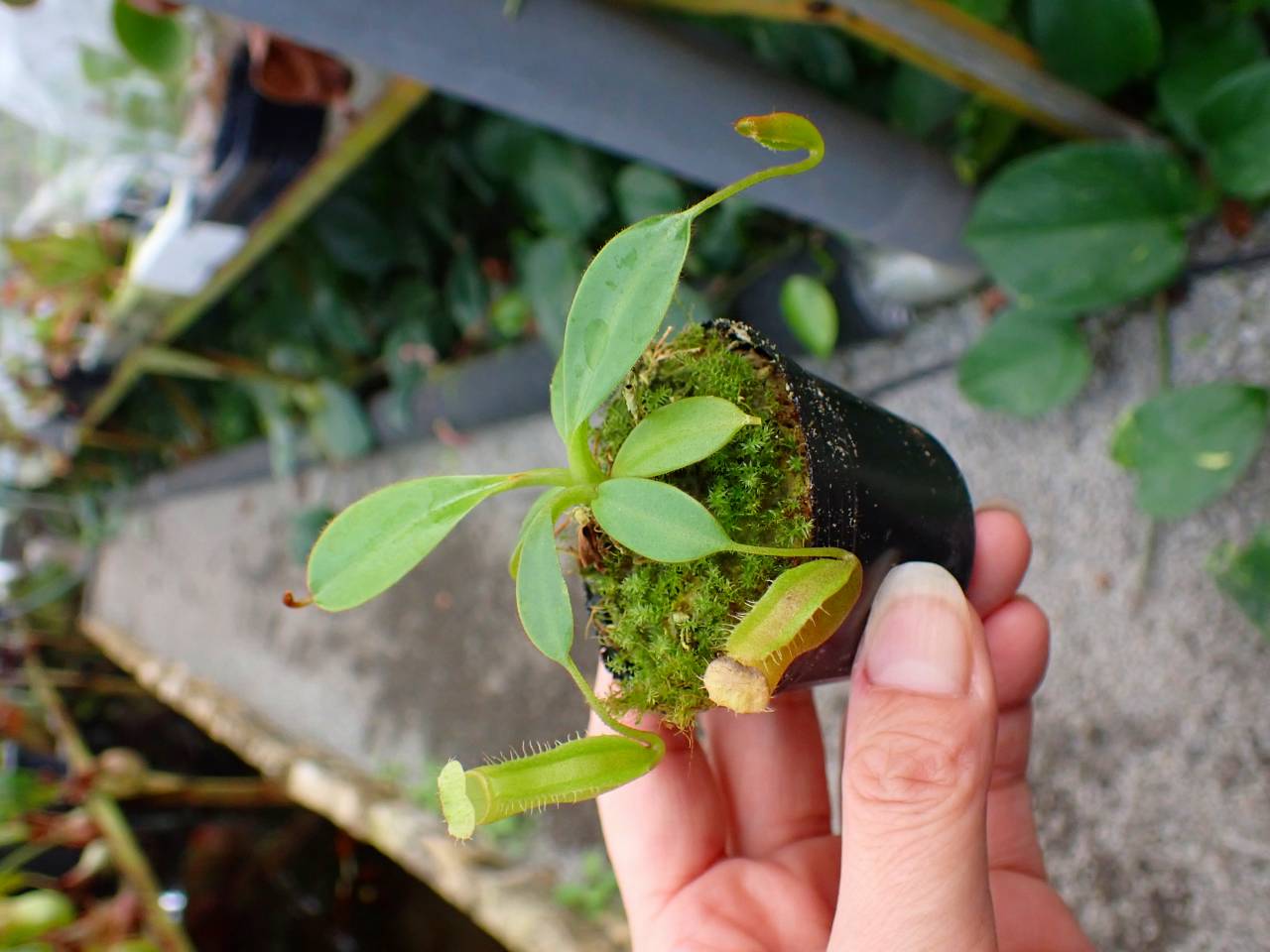 J124 1-2 N. (maxima x campanulata) x xharryana Tambuyukon #NNN