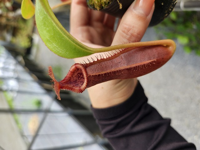 Y150 5-1 N. (truncata x peltata Y's) x edwardsiana #NNN - Y's
