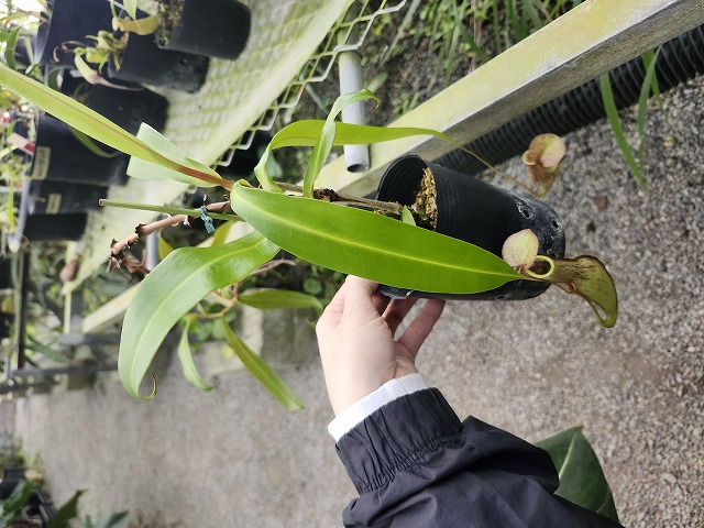 Y765 3-3 N. gracillis (Big pitcher) MT | Y's Exotics （山田食虫