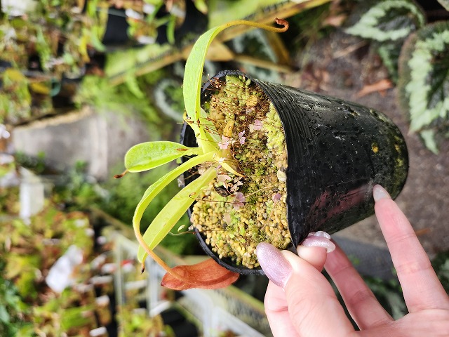 Microcyphus Rousseaui 希少金色 ウニ 殻 Microcyphus Rousseaui 希少金色 ウニ 殻