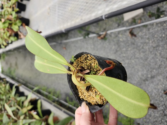 R417 5-1 N. veichii -highland x lowland No,269 EP - Y's Exotics