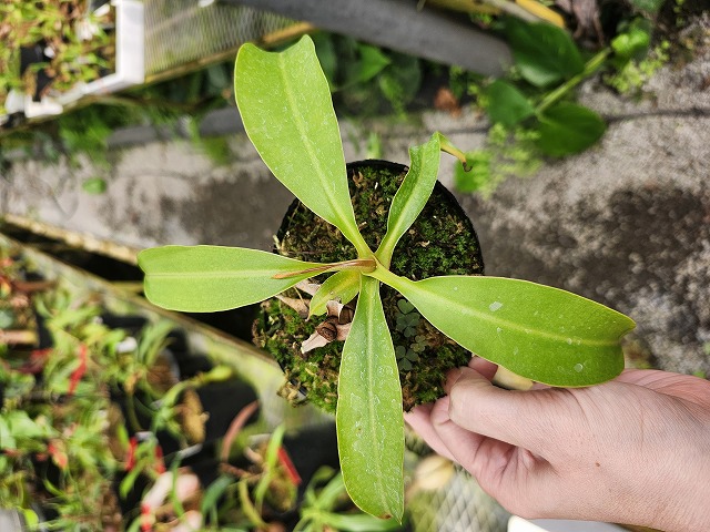 G830 1-2 N. (sibuyanensis x xtrusmadiensis) EP | Y's Exotics