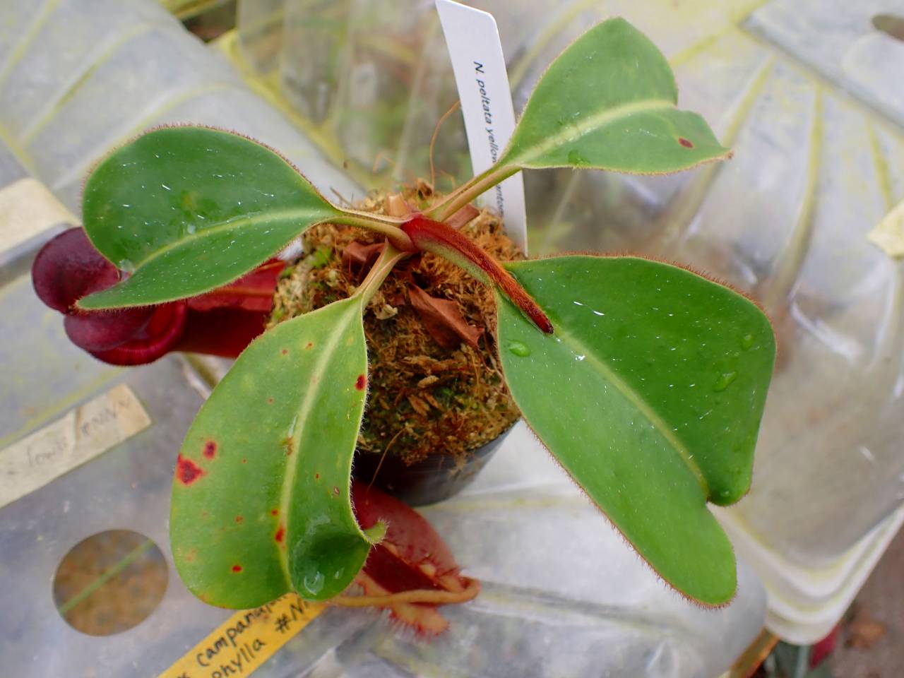 ぺんぺす 商品一覧 - Y's Exotics （山田食虫植物農園）