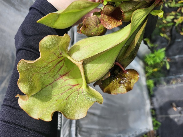 G832 4H S. purpurea venosa var. burkii CK - Y's Exotics （山田食虫
