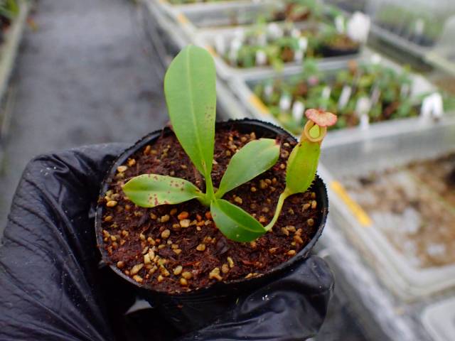 Y566 5-1 N. bicalcarata Y's Lab | Y's Exotics （山田食虫植物農園）