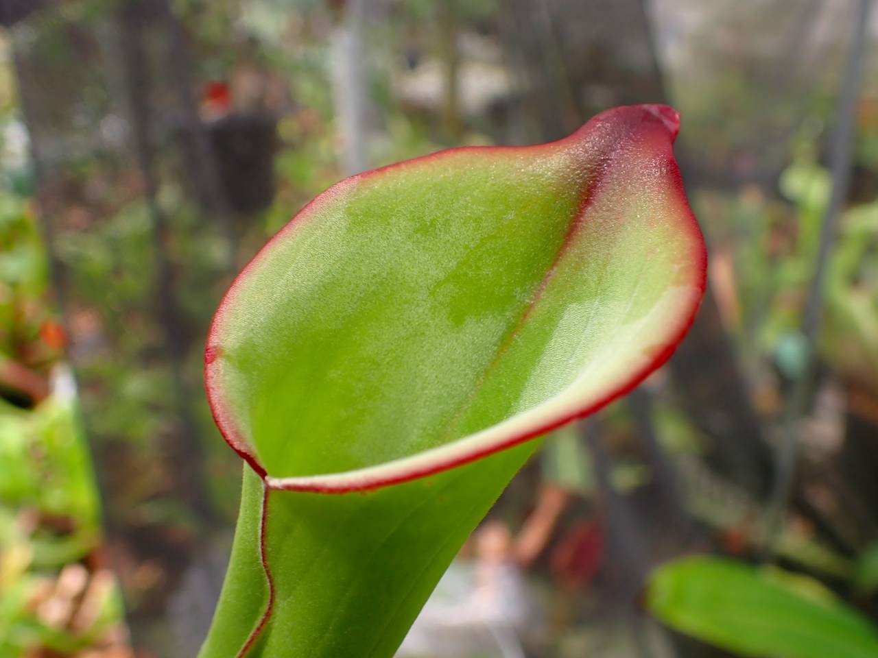 E148 1-1 H. spec. nov. Akopan AW - Y's Exotics （山田食虫植物農園）