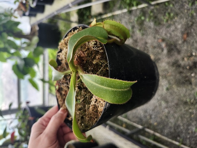 R185 5-1 N. veitchii stripe peristome pink/red speckled pitcher BE