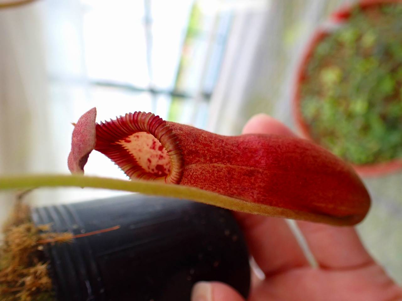 Y989 3-1 N. (truncata x peltata Y's) x edwardsiana #NNN - Y's