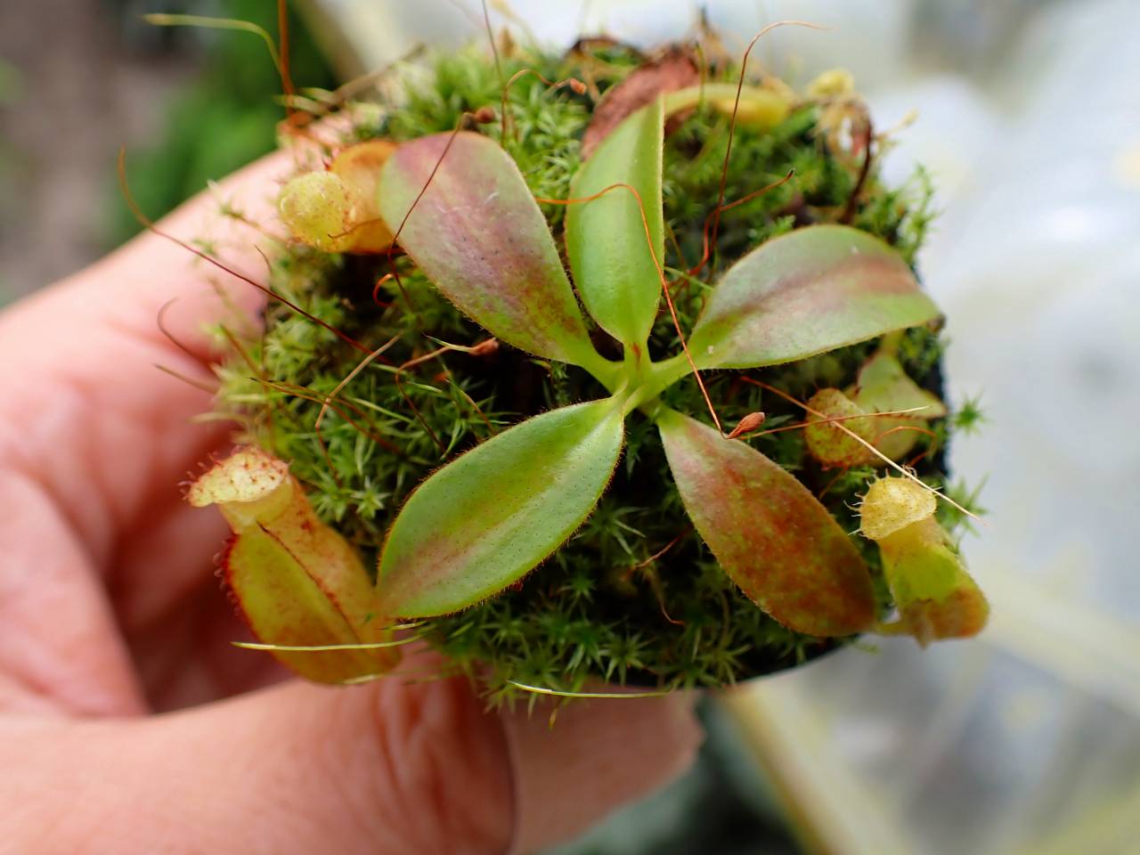 Y658 1-4 N. (maxima x campanulata) x edwardsiana #NNN - Y's