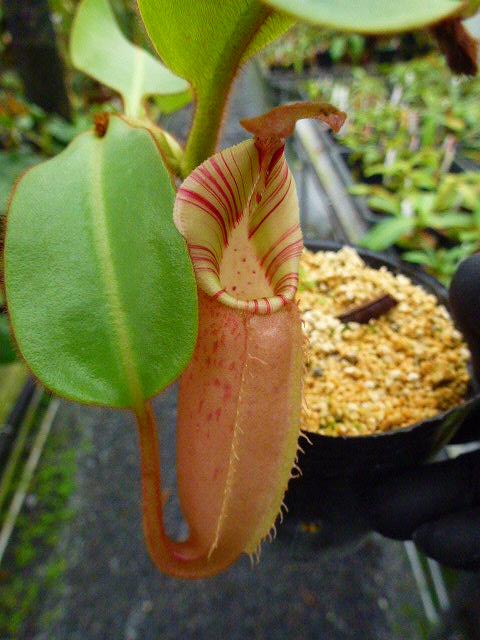 Y992 5-3 N. veitchii `Akazukin' x veitchii Bario stripe peristome Y's | Y's  Exotics （山田食虫植物農園）