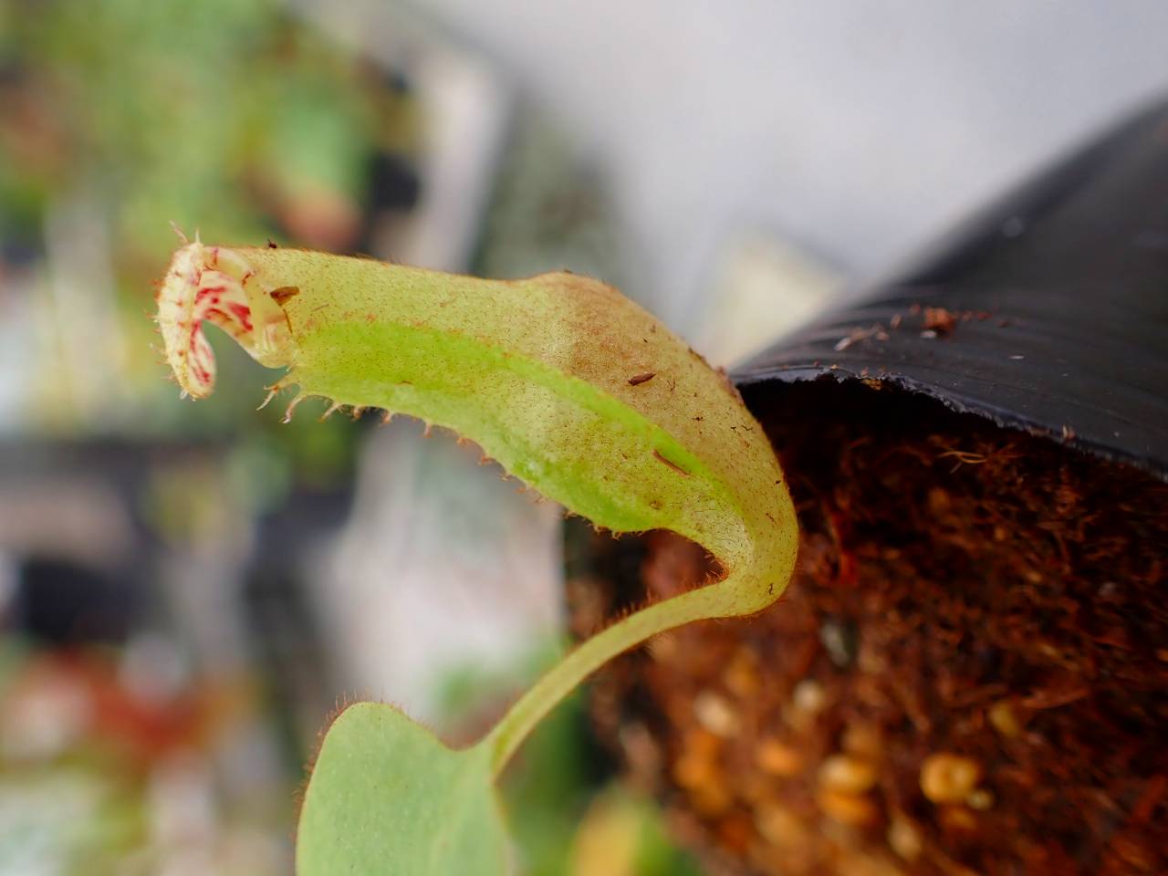 J220 5-1 [YA-170] N. clipeata Nep Gardner Y's Lab - Y's Exotics