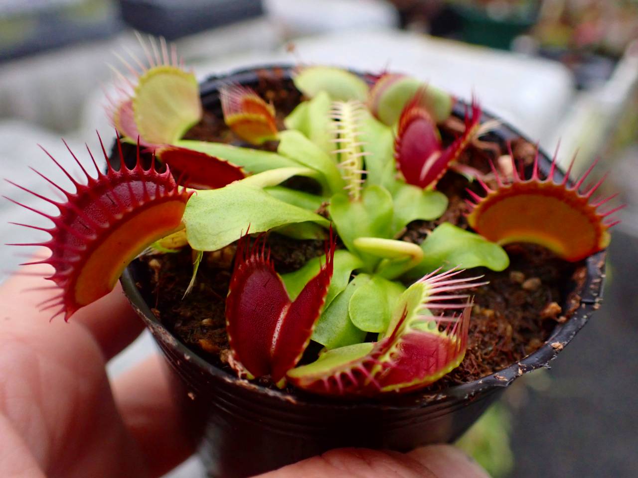 R319 5-1 Dionaea muscipula South-West Giant Y's Lab - Y's Exotics