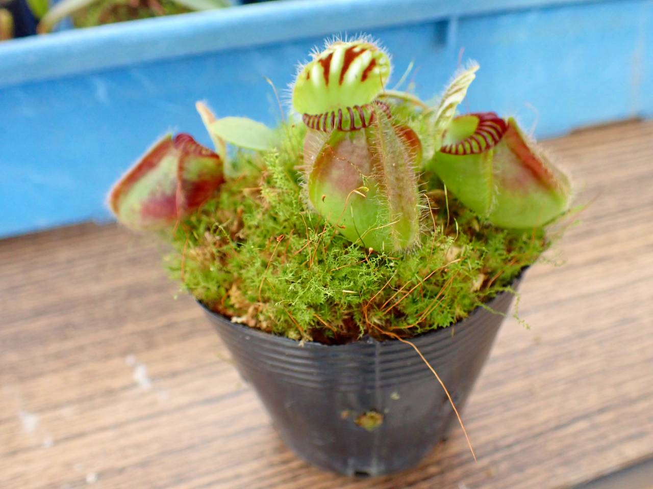 J244 1-2 Cephalotus follicularis 'Big Boy ' Cedric - Y's Exotics