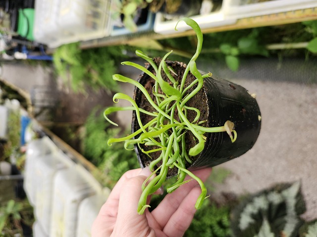 食虫植物　Darlingtonia californica ダーリングトニア P974 1-3 Darlingtonia californica Y's Lab - Y's Exotics （山田食虫