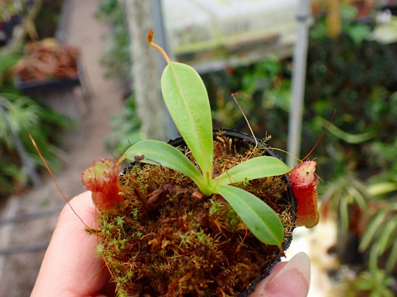 G843 1-4 N. ventricosa `mayon red' x macrophylla #NNN - Y's