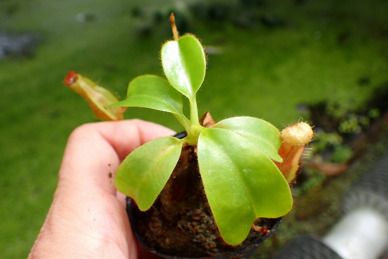 E219 1-3 N. (truncata x peltata Y's) x xharryana #NNN - Y's