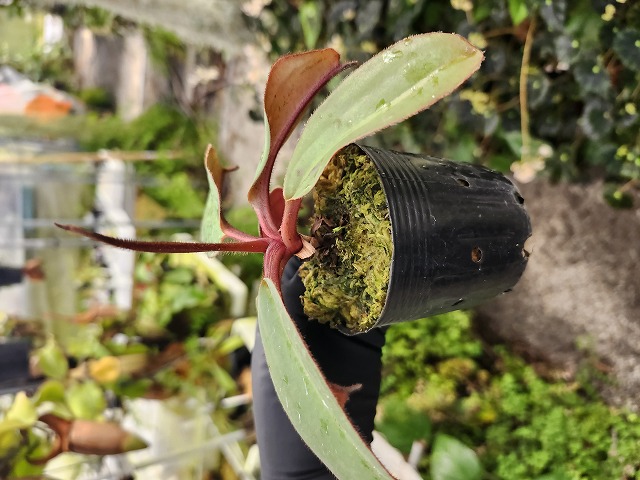 E547 1-4 N. rajah x peltata #NNN - Y's Exotics （山田食虫植物農園）