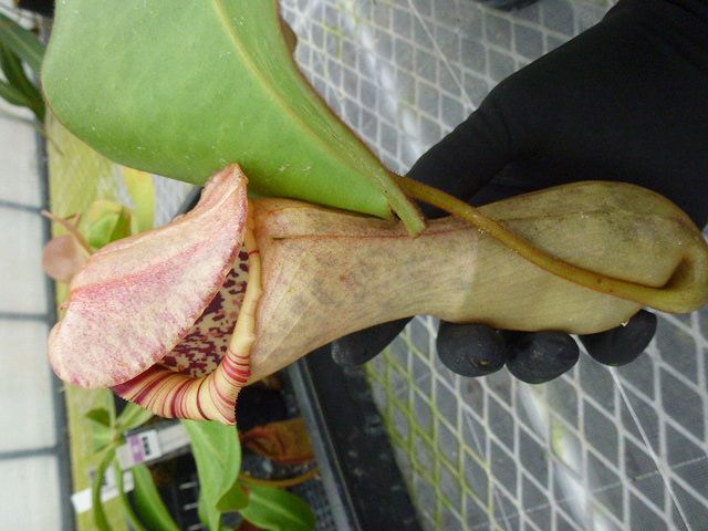 Y639 5-3 N. clipeata x truncata 一正園 ♀ | Y's Exotics （山田食虫植物農園）