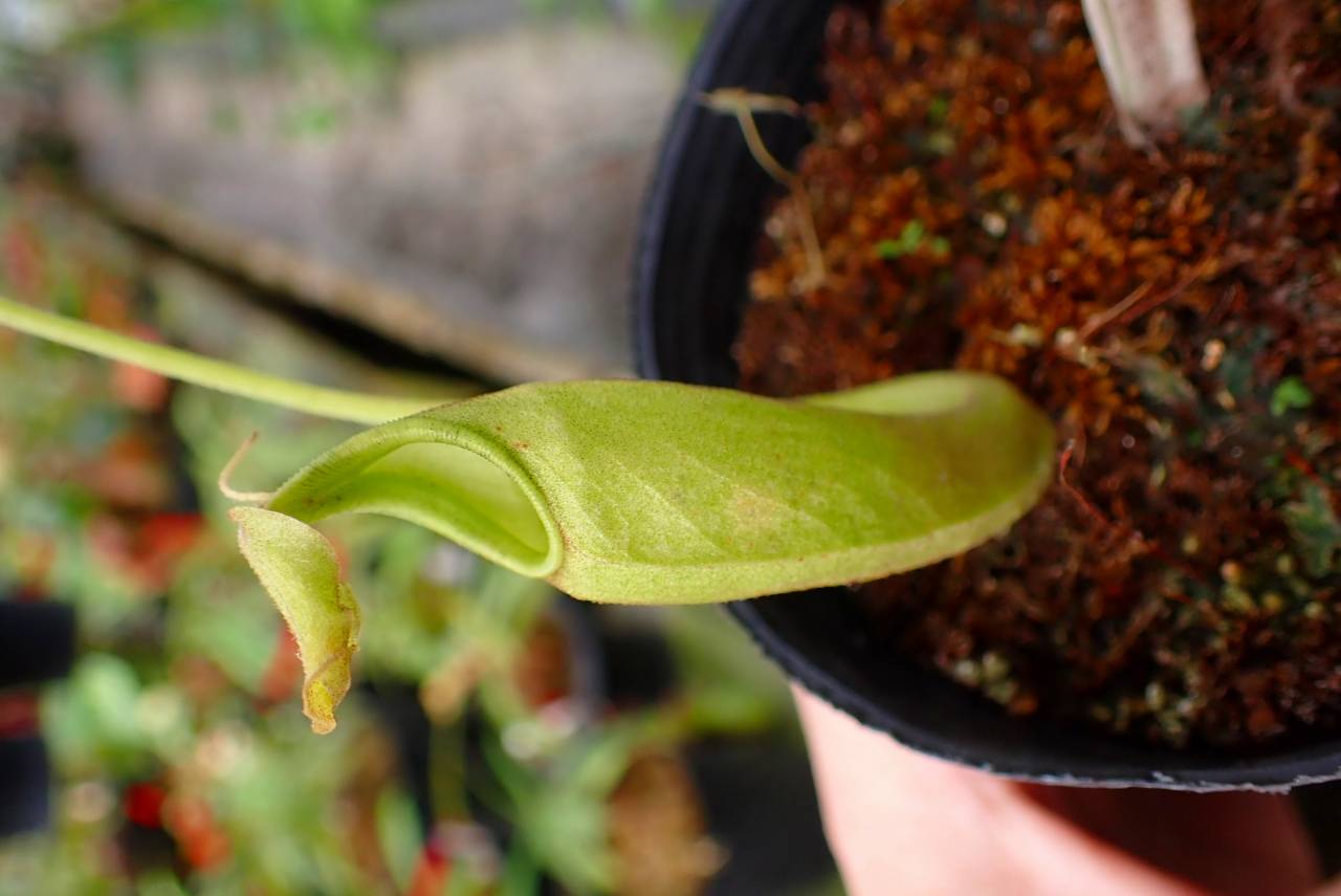R222 1-1 #BBB N. maxima wavy stem x maxima (d) Sulawesi green Y's