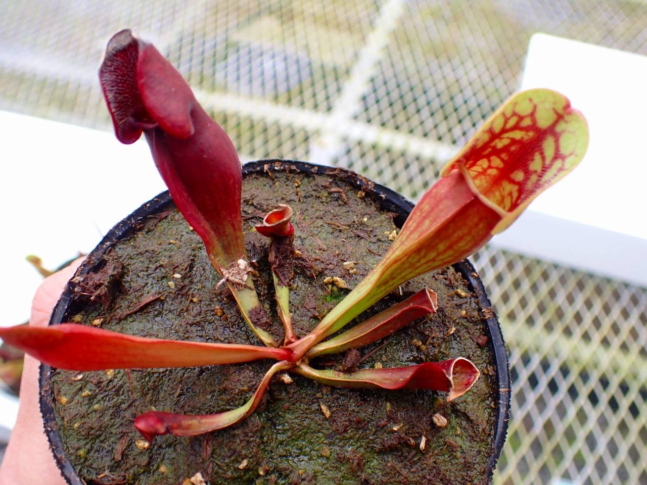 サラセニア kurichan Y939 4-1 PP6. S. purpurea subsp. purpurea MK - Y's Exotics （山田