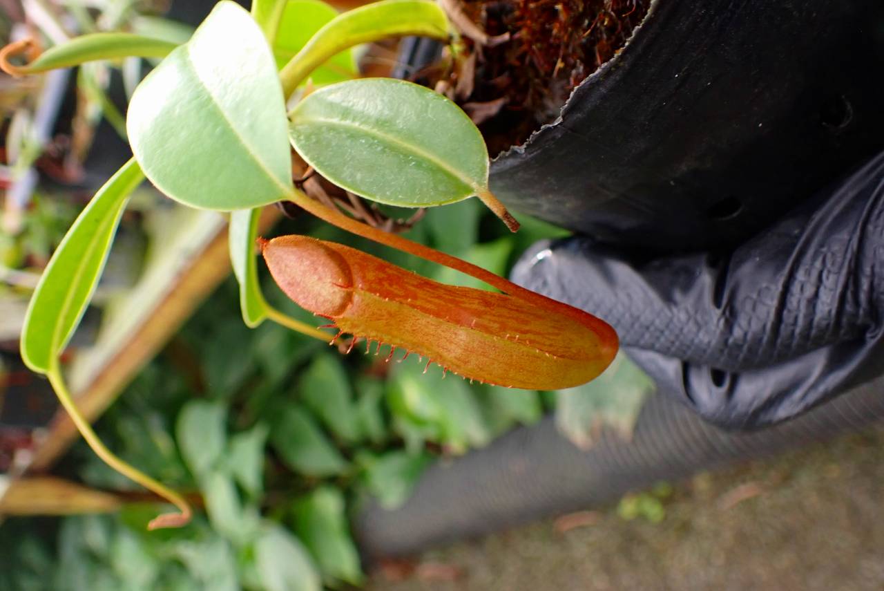 J557 1-4 N. ventricosa x edwardsiana - Y's Exotics （山田食虫植物