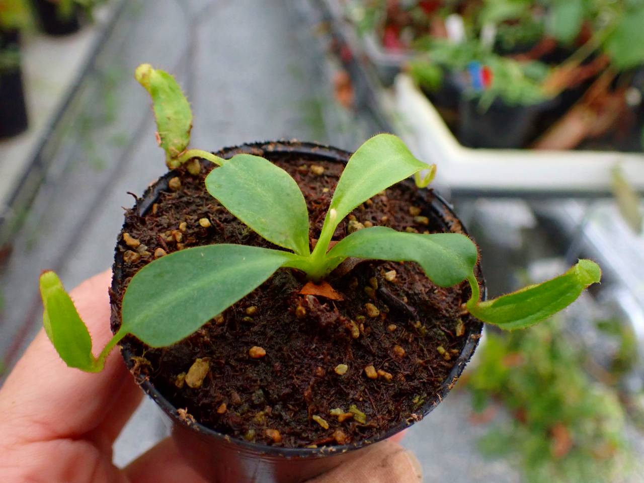 P332 5-3 [YA-170] N. clipeata Nep Gardner Y's Lab - Y's Exotics