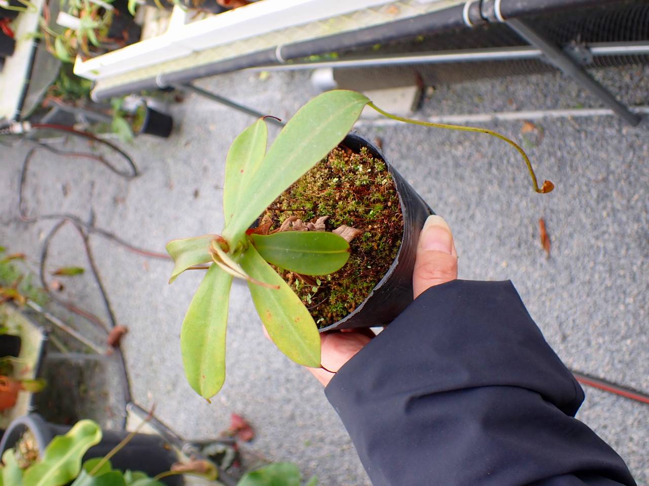 G233 5-3 #BBB N. mapuluensis (East Kalimamtan)(AW-N_map-08) AW