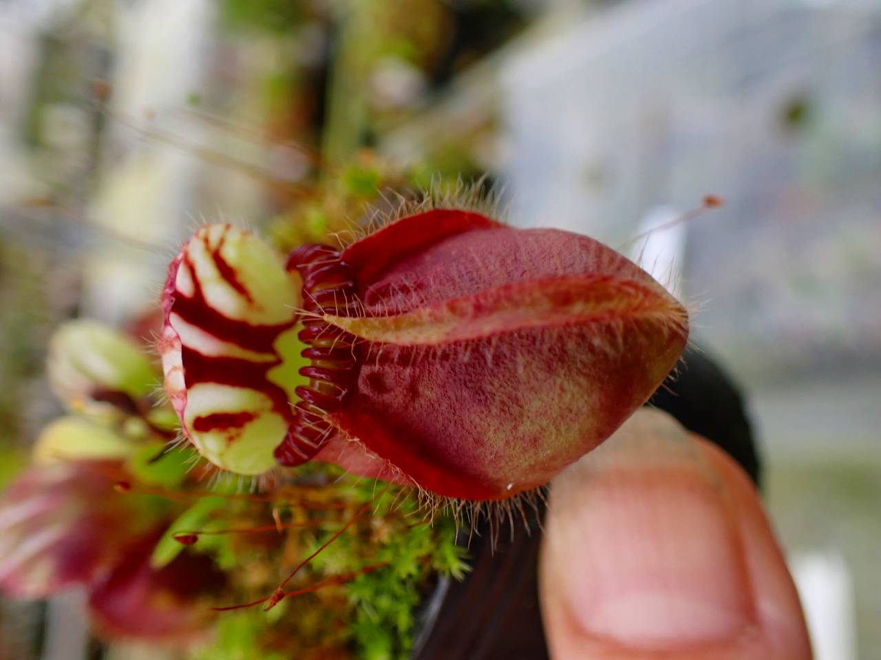 Y970 1-1 Cephalotus follicularis seedling of Hummer's Giant [BCP