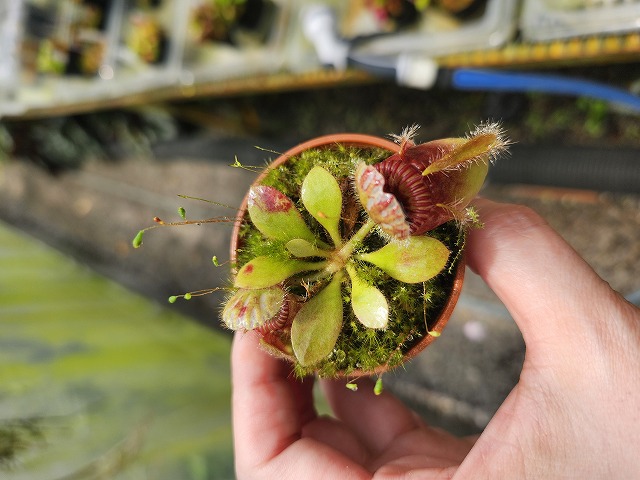 R142 1-1 Cephalotus follicularis very nice dark clone CS