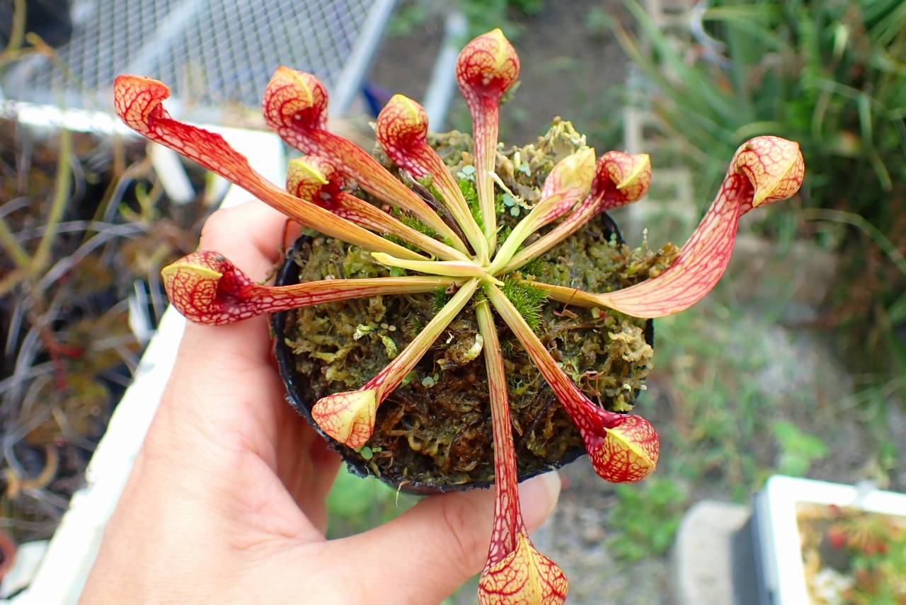 G783 4-1 S. psittacina SWC | Y's Exotics （山田食虫植物農園）