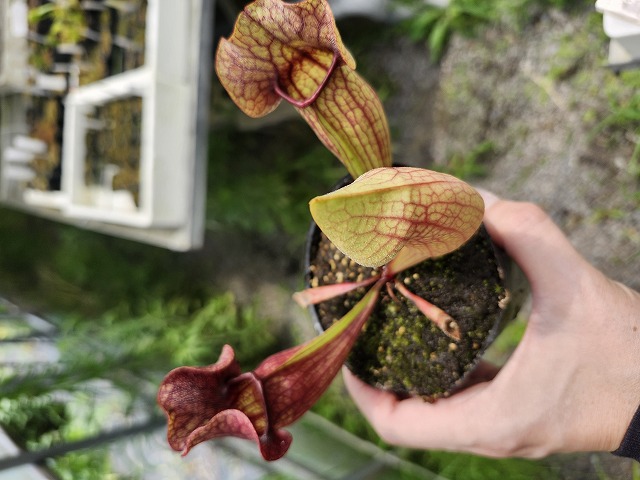 P208 4-1 S. purpurea Hybrid Y's - Y's Exotics （山田食虫植物農園）