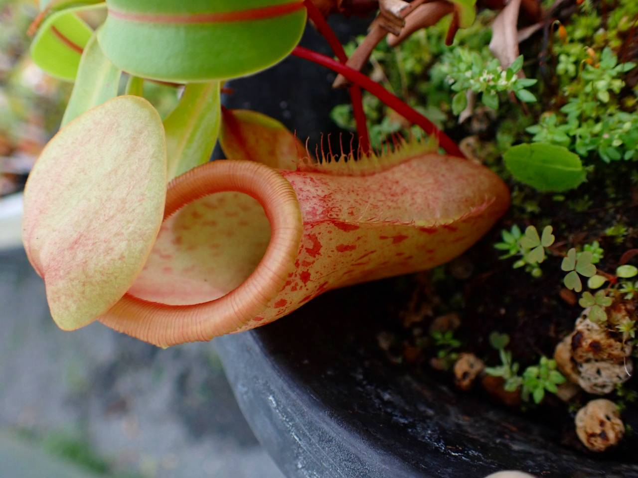 Y843 5-3 N. globamphora (belii) x ventricosa green (Quezon) 山本