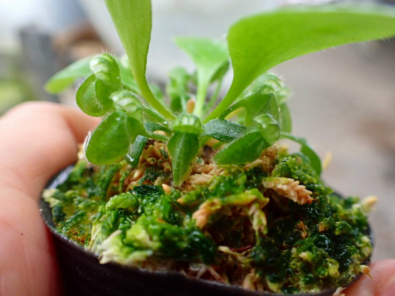 J201 3-1 [YA-30] Cephalotus follicularis Giant Y's Lab - Y's